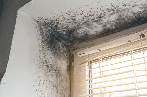 Affordable Basement Mold Removal solutions in Wilsonville, OR